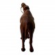 Верблюд кожа (17,5х16,5х4,5 см)