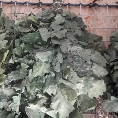 Веники дубовые для бани и сауны Веники дубовые для бани и сауны