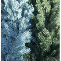 Искусственная литая елка Элит голубая, зелёная 1.80 м