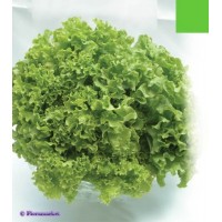 Семена Салат Латук 5г.