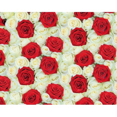 Мелованная бумага  розы Разноцветный Unison (PVM10-118)