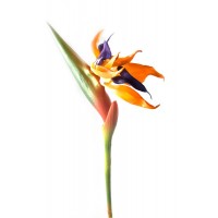 Цветок 'Стрелиция' (92 см)