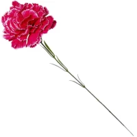 Гвоздика одиночная, 58см