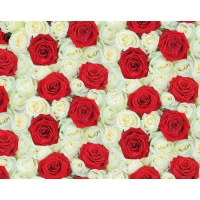 Мелованная бумага  розы Разноцветный Unison (PVM10-118)