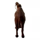 Верблюд кожа (17,5х16,5х4,5 см)