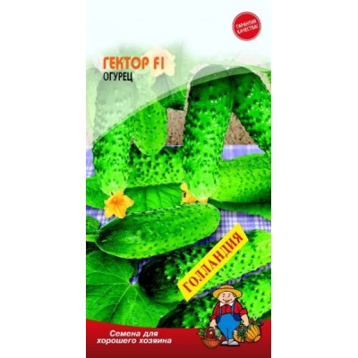 Семена огурец ГЕКТОР F1 (Голландия) – 10 семян. Сверхранний