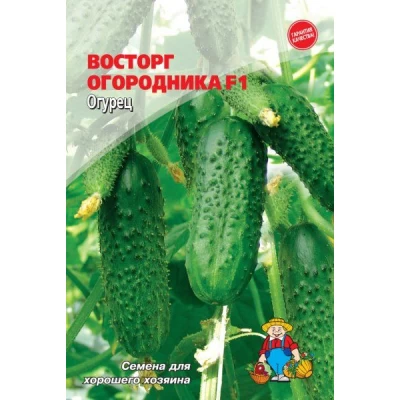 Семена огурец ВОСТОРГ ОГОРОДНИКА F1 – 50-70 шт. Раннеспелый