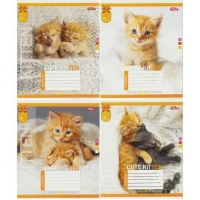 Зошит кольоровий 24 аркуші, клітинка 3805 N