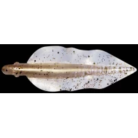 Силикон Relax WingShad 3 цвет L199 (10шт.) NEW