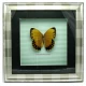 Бабочка в рамке (30х30 см)(X03-3-1) код 18586
