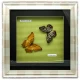 Бабочки в рамке (30х30х3,5 см)(X03-3) код 23843