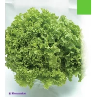 Семена Салат Латук 5г.