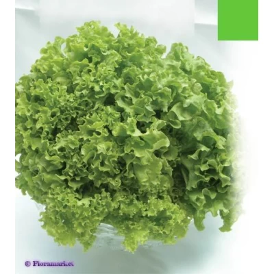 Семена Салат Латук 5г.