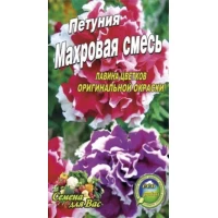 Семена  Орхидея