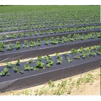 Пленка для мульчирования грунта 1х500м (14.5кг) Толщина 30мкм. С защитой от ультрафиолета