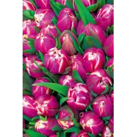 Пакет для подарка гигант вертикальный "Букет тюльпанов" 30х47 см Пакет для подарка гигант вертикальный "Букет тюльпанов" 30х47 см