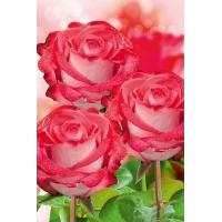 Подарочный пакет большой вертикальный "Розы" 25х38 см  