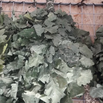 Веники дубовые для бани и сауны