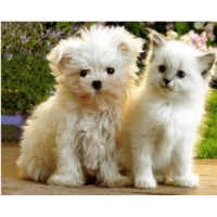 Картина по номерам 40 х 50см  