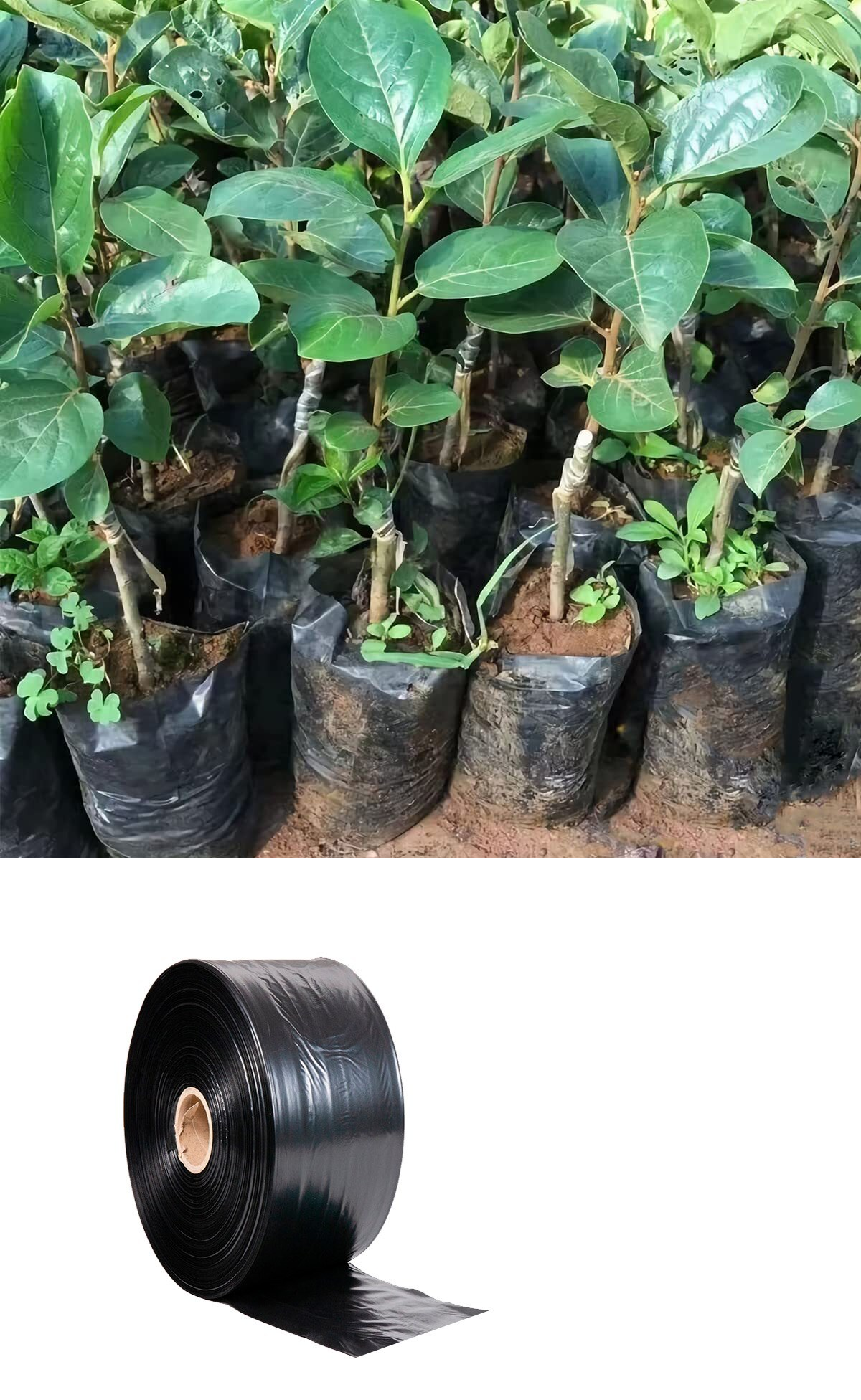 Полиэтиленовый рукав для рассады 8см х 500м 40 мкм (черный) пакеты для рассады Полиэтиленовый рукав для рассады 8см х 500м 40 мкм (черный) пакеты для рассады