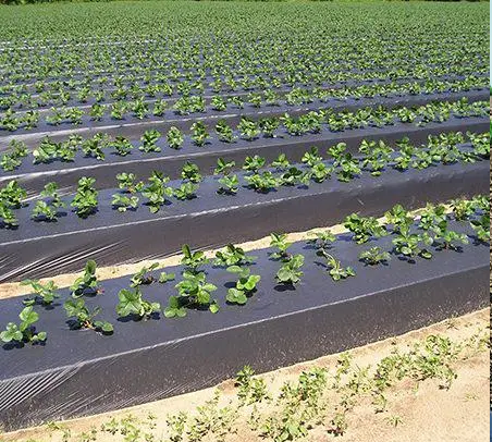 Пленка для мульчирования грунта 1х500м (14.5кг) Толщина 30мкм. С защитой от ультрафиолета Пленка для мульчирования грунта 1х500м (14.5кг) Толщина 30мкм. С защитой от ультрафиолета