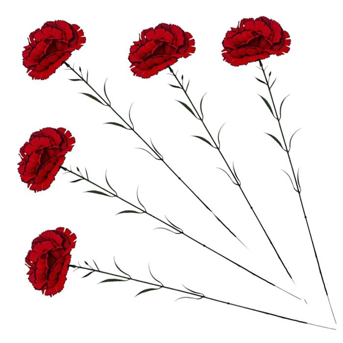 Букет одиночная гвоздика, 60см